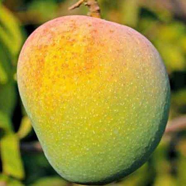 Badami Mango